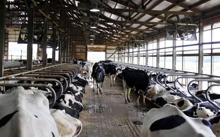 El mayor productor de leche en EEUU en bancarrota