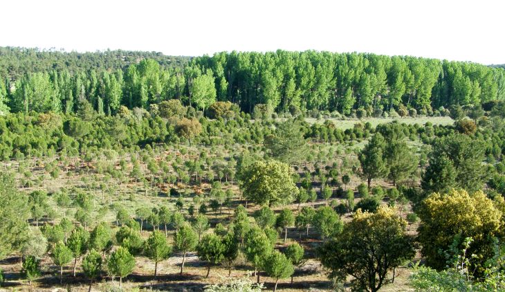 Una mejor gestión de la madera minimizaría el riesgo de incendios