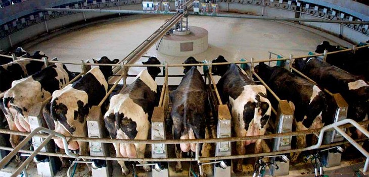 Organizaciones ecologistas denuncian la vía libre a la macro explotación de Noviercas sin una evaluación ambiental ordinaria