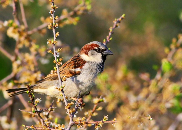 La tendencia de las aves agrícolas y urbanas en 2018 fue negativa según SEO/BirdLife