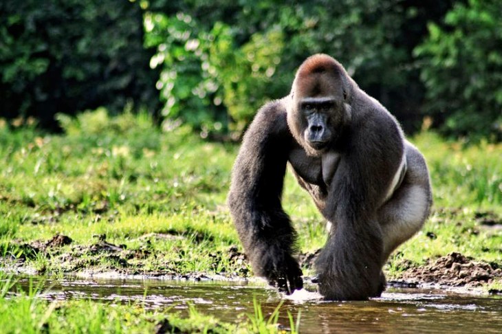 El chocolate destroza el hábitat de los gorilas