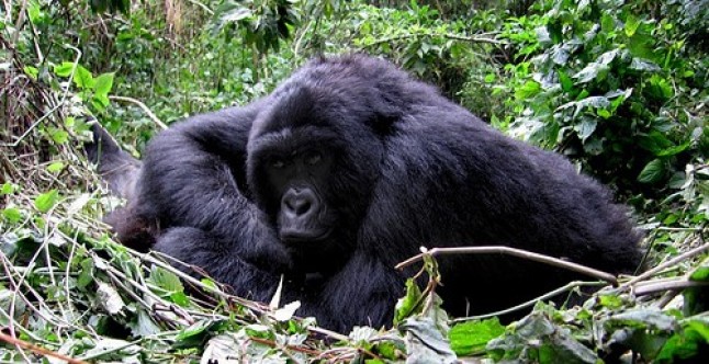 Lista del Patrimonio Mundial en Peligro