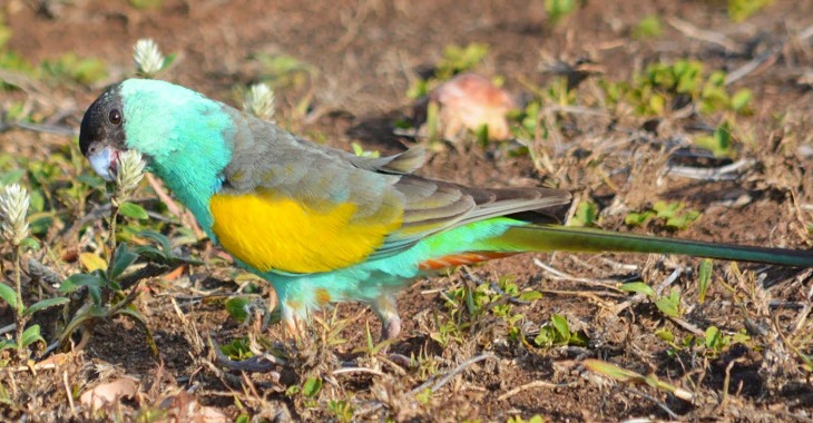 La formación de nuevas especies está vinculado a tener un cerebro grande