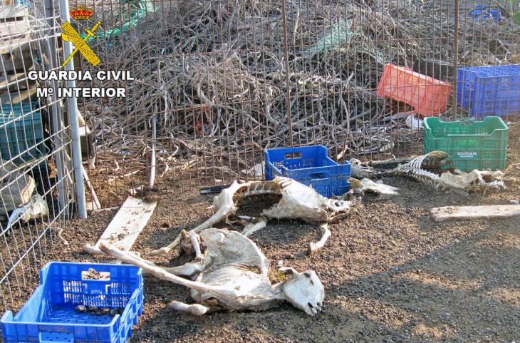 La Guardia Civil investiga los dueños de una granja en Lorca por presunto delito de maltrato