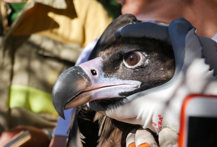 IV Día Internacional de los Buitres en Huerta de Arriba (Burgos)