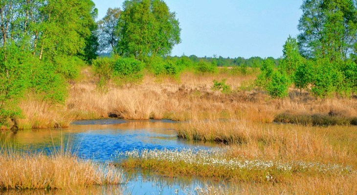 Las turberas del norte almacenan el doble de CO2 de lo pensado