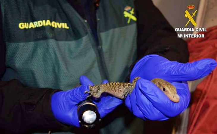 Un sujeto tenía has 29 especies exóticas en su casa de Valencia