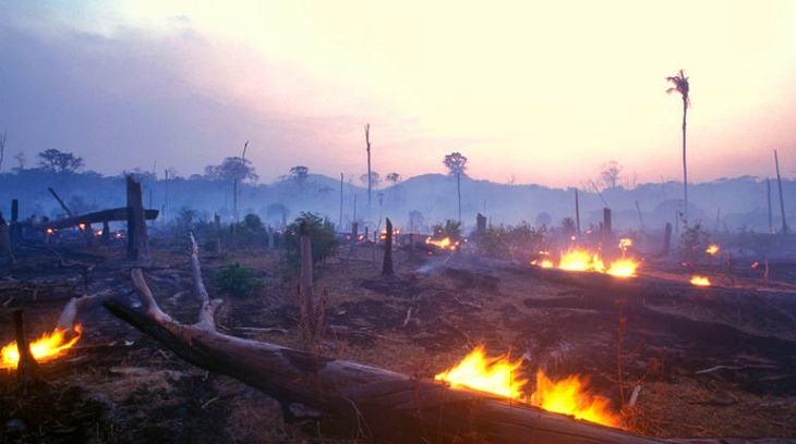 El hábitat del 10% de la biodiversidad del planeta arde por los cuatro costados