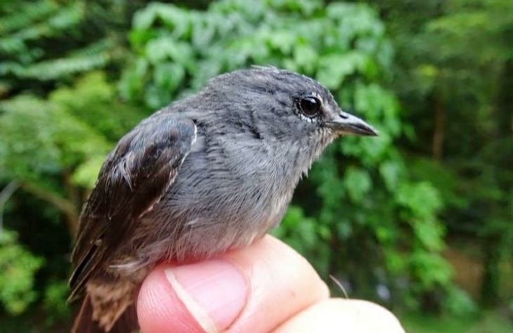 Encuentran un ave totalmente única