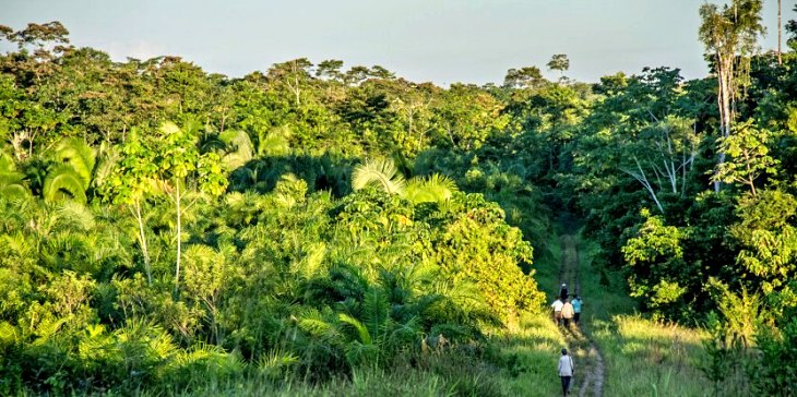 La pérdida de bosque tropical primario dispara su impacto en CO2