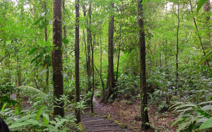 Los mayas anticiparon los efectos de la actividad humana en bosques tropicales