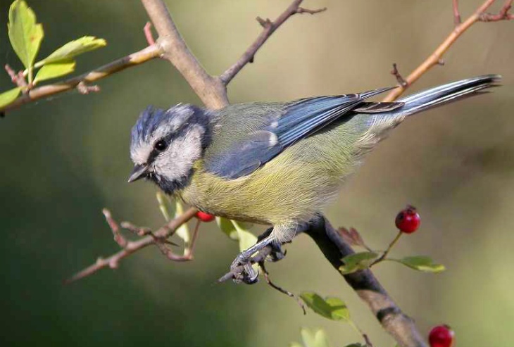 Las condiciones climáticas tienen un impacto directo en las aves