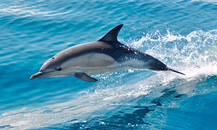 Encuentran una hibridación atípica entre el defín común y el delfín mular