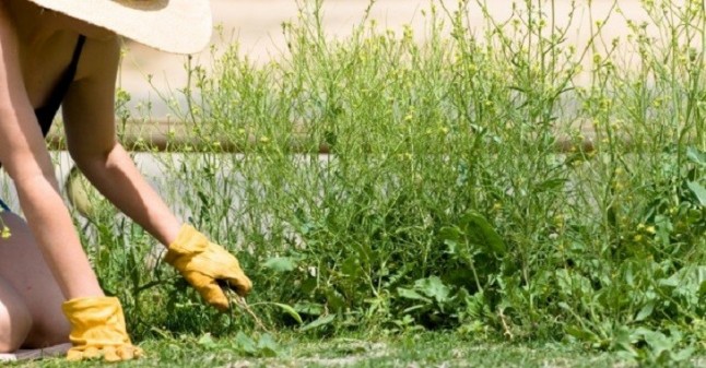 Comienzan los ensayos de un proyecto que persigue la gestión integrada de las malas hierbas