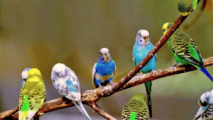 La velocidad del cambio climático ‘arroya’ a los animales