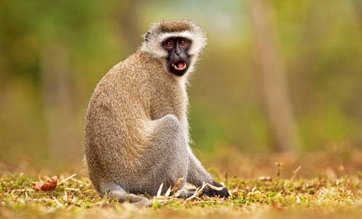 Una interfaz permite conocer cómo procesan los primates las palabras