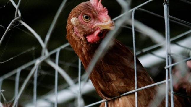Exigiran en Europa la total prohibición de venta de huevos de gallinas criadas en jaulas