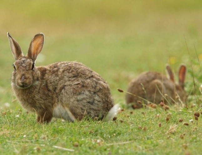 Autorizan temporalmente en las vías pecuarias de Toledo la caza de conejo con hurón