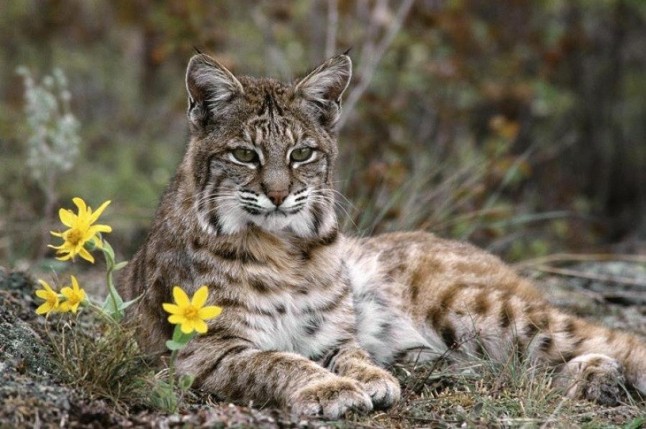 Los irrenunciables pasos de fauna para el lince ibérico