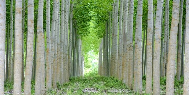 Los ‘misterios’ de los chopos