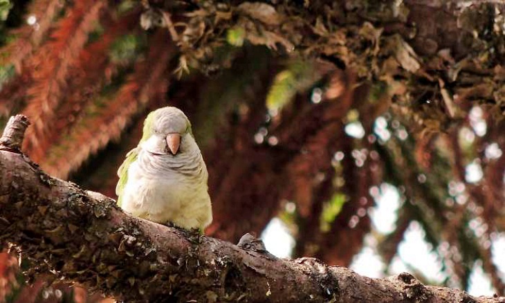 La cotorra argentina se multiplica por tres en Madrid