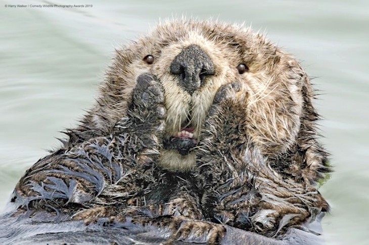 Las fotografías más divertidas de animales salvajes
