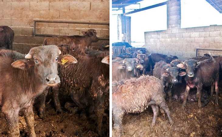 La cara ‘B’ de la mozzarella de la pizzas que nos gustan tanto
