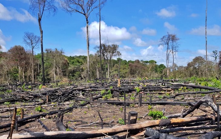 Amazonas y África ante el drama de la compleja recuperación de sus suelos quemados