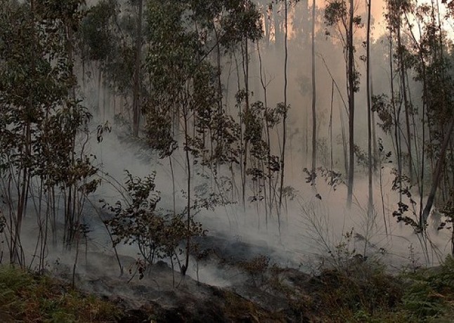 Coordinación de los ministerios en la prevención y lucha contra el fuego