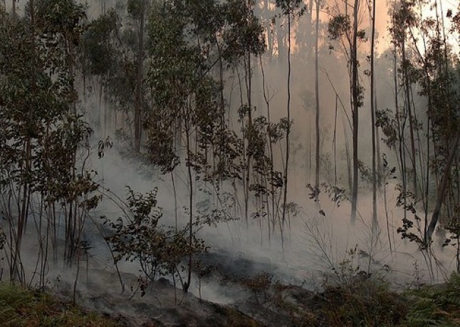 El 40% de CO2 por incendios proceden de Castilla y León y Galicia
