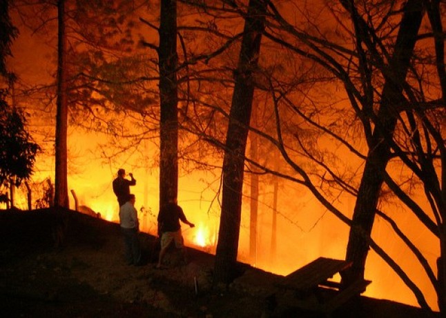 Consecuencias ecológicas de los incendios