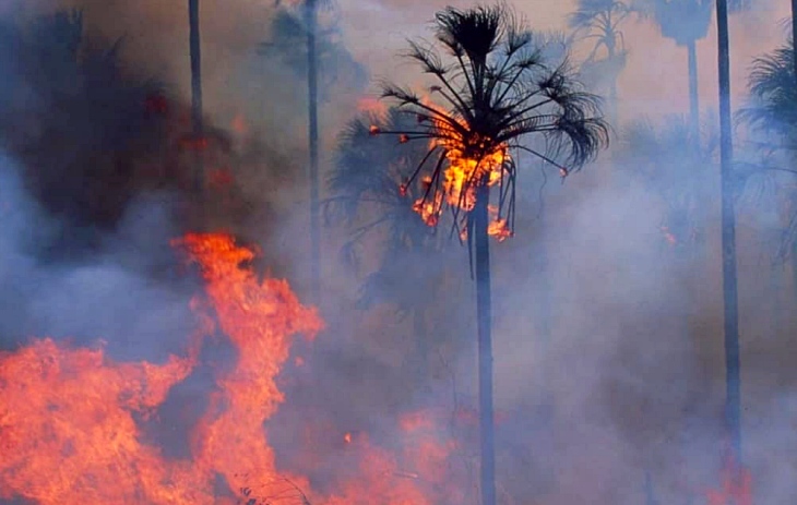 Las llamas del Amazonas ya han alcanzado Bolivia