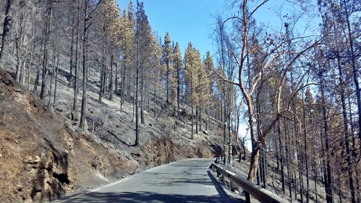 Cáncer de ‘pulmón verde’ de Canarias