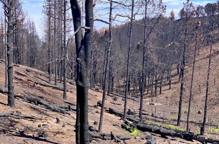 Ayudas económicas para restaurar las zonas afectadas por el gran incendio de Canarias