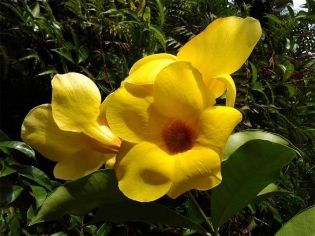 Las plantas dejan atrás sus defensas obsoletas cuando les atacan herbívoros inmunes