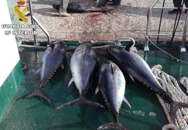 Atún rojo ilegal en el puerto de Tarifa (Cádiz)