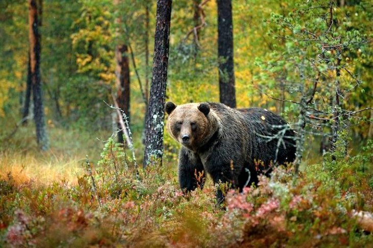 Cómo conocer la forma de rastrear la fauna salvaje