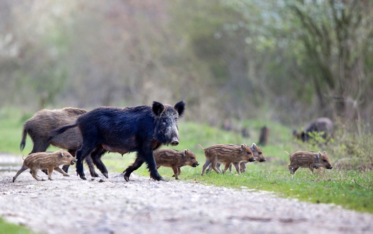 Proponen implementar las medidas de Nueva York y prohibir tajantemente en Galicia la caza de jabalíes