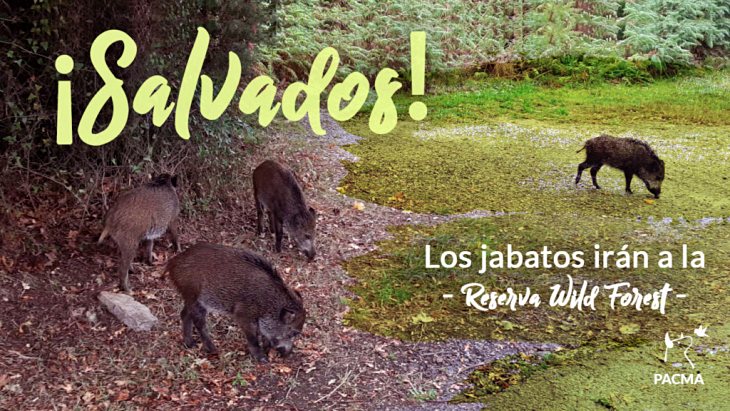 Cinco jabatos salvados por PACMA