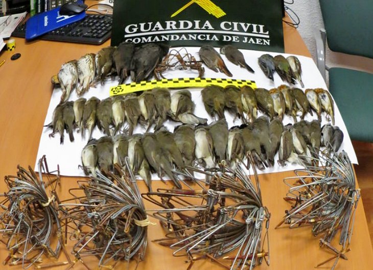 Delincuentes ‘pillados’ en Jaén por cazar pajarillos protegidos con artes prohibidas