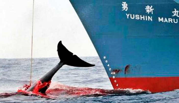 España lamenta la reanudación de la caza de ballenas