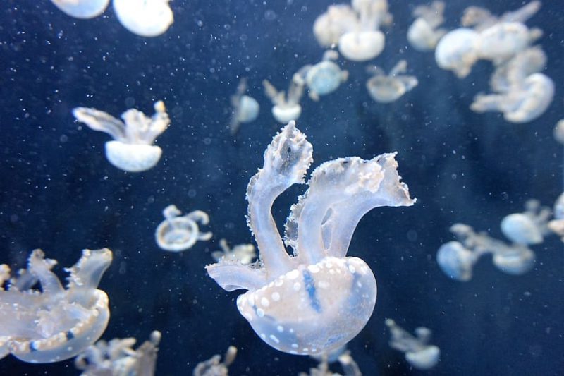 Nuestros océanos se quedan sin oxígeno