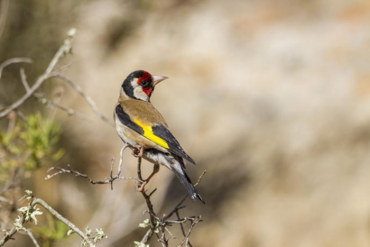 Puesto a disposición del Juzgado por poseer ilícitamente 21 ejemplares de jilguero