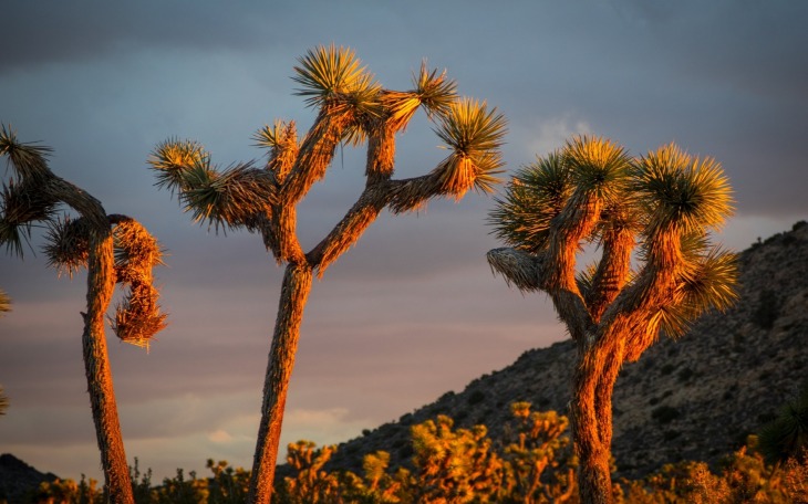 El árbol de Josué sobrevivió a los mamuts pero no al cambio climático