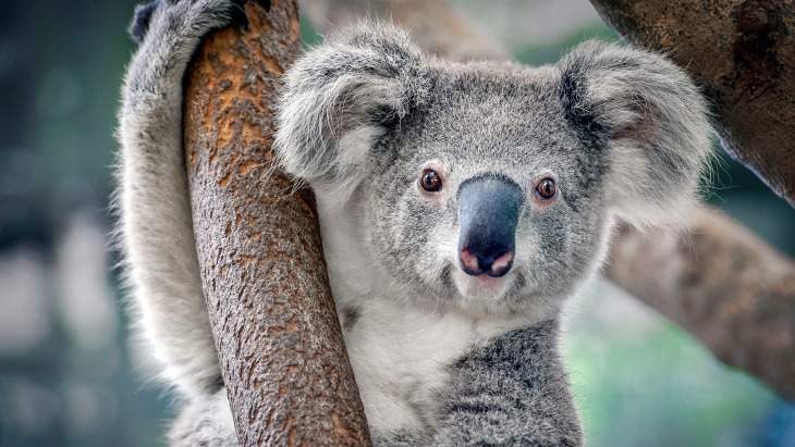 La Ciencia aporta soluciones para la preservación de la población de koalas