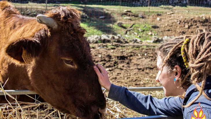 Lanzan un crowdfunding para salvar a los animales del Santuario La Candela (Sevilla)