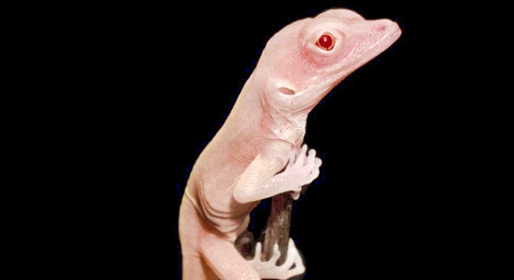 Primeras largatijas albinas modificadas genéticamente