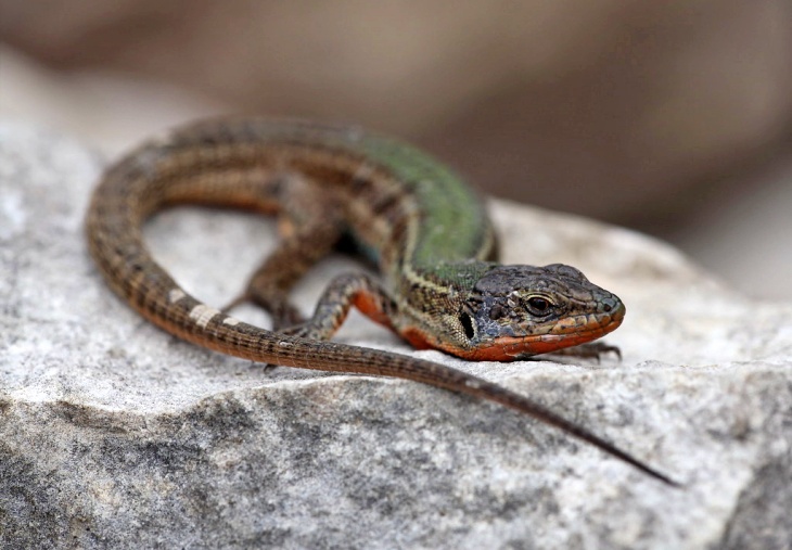 Para los lagartos ‘el tamaño SI que importa’