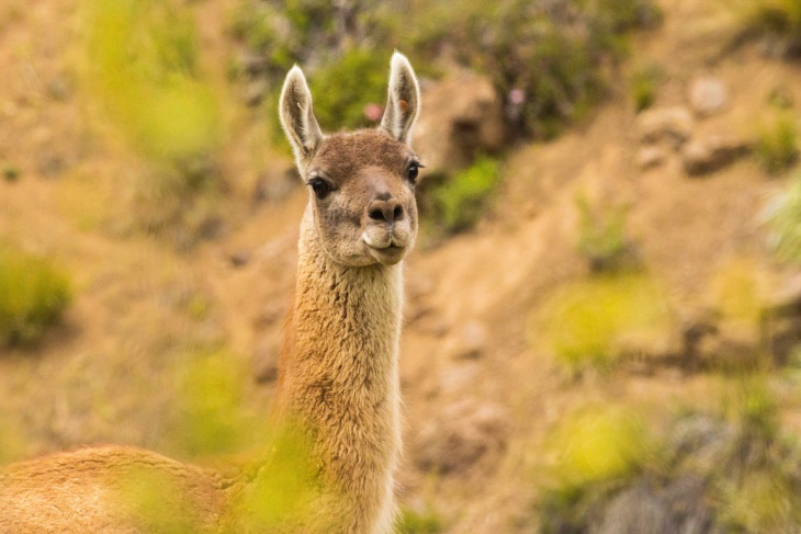 Científicos buscan devolver a los guanacos  a Chile central