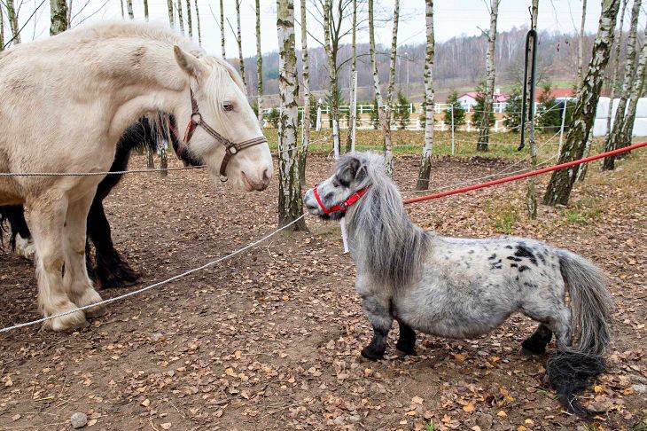 Conoce al caballo más simpático y pequeño del Planeta